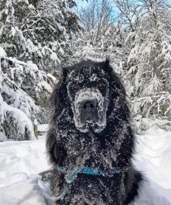 Newfoundland In Snow paint by number