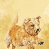 Norwich Terrier Art paint by number