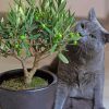 Olive Tree And Grey Cat paint by number
