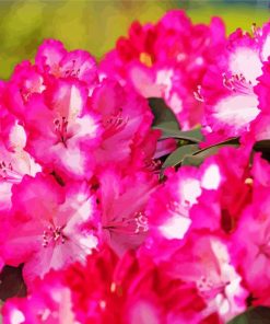 Pink Rhododendron Plants paint by number