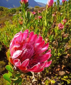 Proteas Flowering Plant paint by number