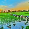 Rice Field Asia paint by number