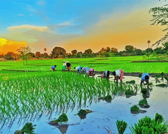 Rice Field Asia paint by number