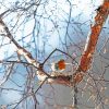 Robin In A Birch Bird paint by number