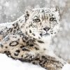 Snow Animal paint by number