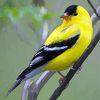 Yellow Finch Bird paint by number