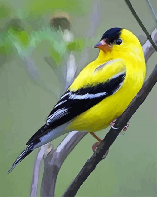 Yellow Finch Bird paint by number