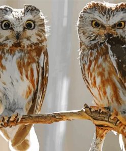 Owl Couple Birds paint by number