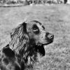 Black And White Boykin Spaniel paint by number