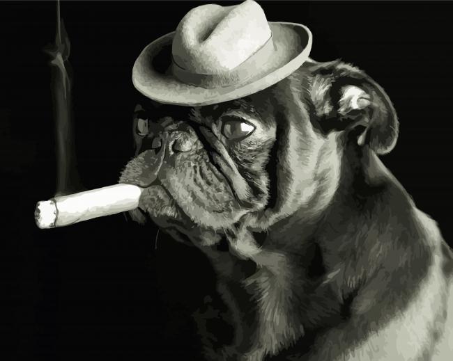 Black And White Pug With A Cigar paint by number
