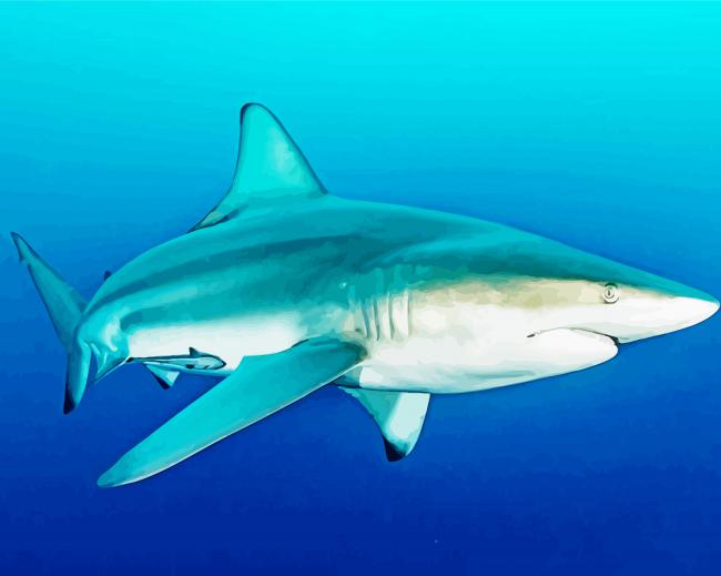 Blacktip Shark paint by number