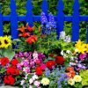 Blue Fence And Colorful Flowers paint by number