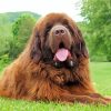 Brown Newfie Dog paint by number