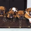Australian Bulldog Puppies paint by number
