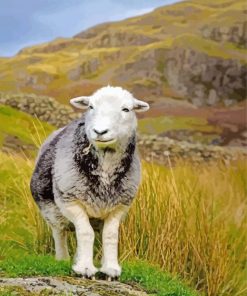 Herdwick Sheep paint by number