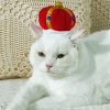 White Cat With Hat paint by number