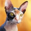 Hairless Cat paint by number