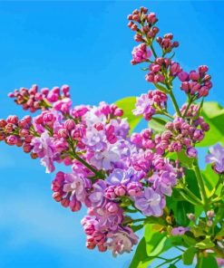 Pink Japanese Lilac Tree paint by number