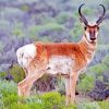 Pronghorn paint by number