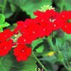 Red Verbena Flowering Plant paint by number