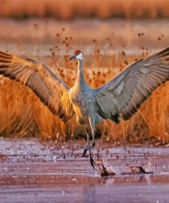 Sandhill Crane paint by number
