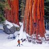Snowy California Redwoods paint by number