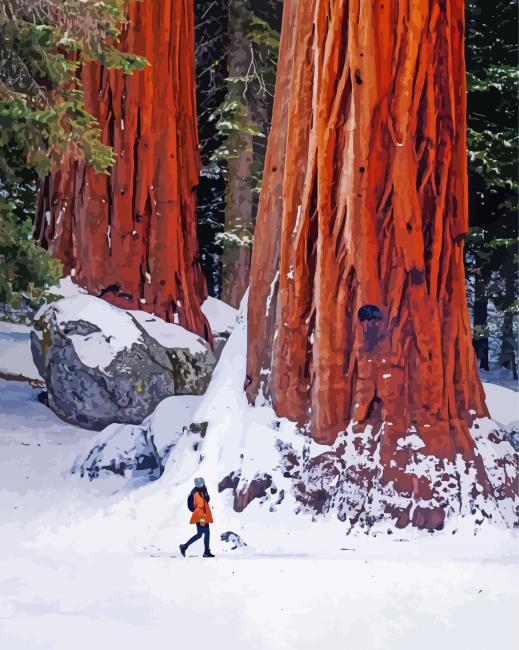 Snowy California Redwoods paint by number