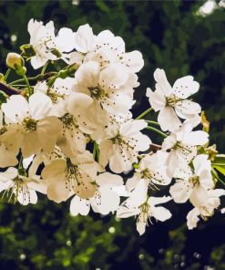 White Flowering Tree paint by number