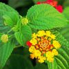 Yellow Lantanas Flowers paint by number