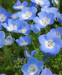 Blue Wildflowers paint by number