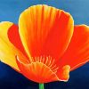 California Poppy Flower paint by number