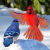 Cardinal And Blue Jay Birds paint by number