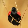 Cute Red Winged Blackbird paint by number