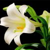 Easter Lilies paint by number