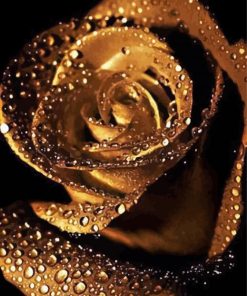 Golden Rose With Raindrops paint by number