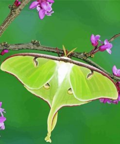 Luna Moth On Branch paint by number