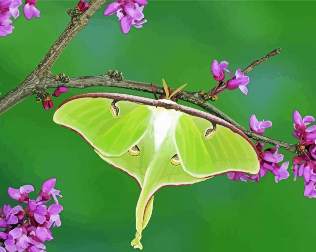 Luna Moth On Branch paint by number