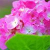 Pink Hydrangeas paint by number