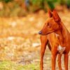 Podenco Dog Animal paint by number