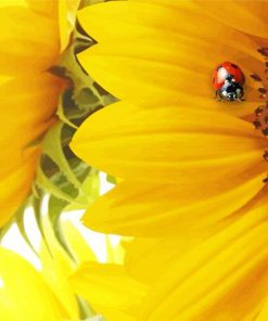 Sunflowers Ladybugs paint by number