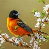 Baltimore Oriole On Tree paint by number