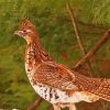 Ruffed Grouse paint by number