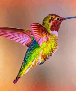 Flying Rainbow Hummingbird paint by number