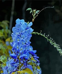 Wisteria Blue Plant paint by number