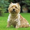 Adorable Cairn Terrier Dog paint by number