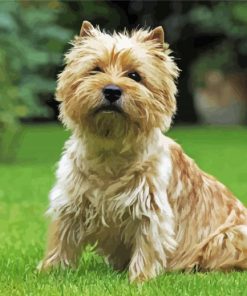 Adorable Cairn Terrier Dog paint by number