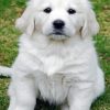 Adorable White Retriever Puppy paint by number