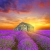 Beautiful Cottage And Lavender paint by number