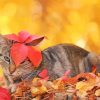 Cat And Red Leaves paint by number