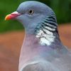 Common Wood Pigeon paint by number